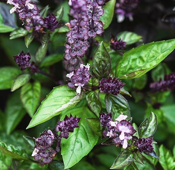 Cinnamon Basil Seeds for Planting Heirloom Non GMO Packets 750 Seeds Plant & Grow Cinnamon Basil Indoor Hydroponics or Outdoor Gardening, Great Gardening Gift 2 Packets, Purple