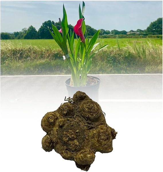 10 Zantedeschia Pink Giant Calla (Arum) Lily Bulbs/Rhizomes Size 20/22 Summer Flowering Perennial