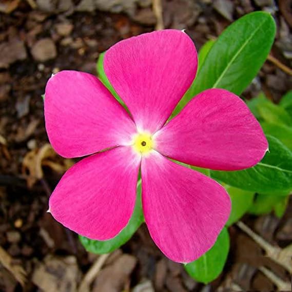 CHUXAY GARDEN 200 Seeds Pink Madagascar Periwinkle,Rosy Periwinkle,Vinca Rosea,Lavender Blue,Creeping Myrtle Annual Pink Flowers Easy Care