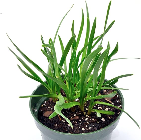 Allium 'Millenium', Ornamental Onion, Flowering Plant, Cnt Sz: 3.5"
