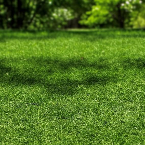 1/8 Zoysia Grass Seed for Planting, Non-GMO Heirloom for Home Garden Outdoor