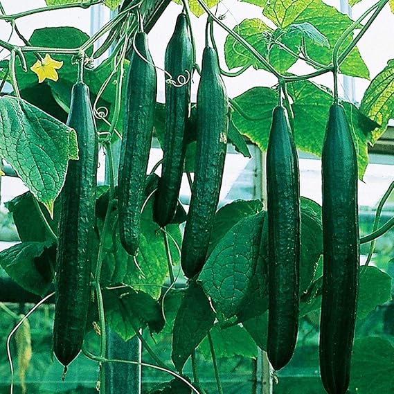 Seeds Indoor Self-pollinated Cucumber Zozula F1 45 Days Long Early Pickling Heirloom Vegetable for Planting Non GMO