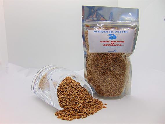 Wheatgrass Seeds for Sprouting Microgreens,16 oz A Rich Source of Vitamins and Minerals and Health-Promoting Nutrients! COOL BEANS N SPROUTS Brand, A Small Town Family Run USA Business.
