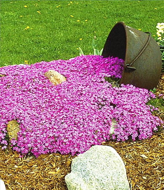 Baldur Garten 3x Carpet Phlox 'Emerald Pink' Hardy Ground Cover