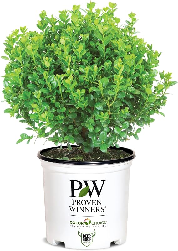 Proven Winners 2 Gallon Sprinter Boxwood