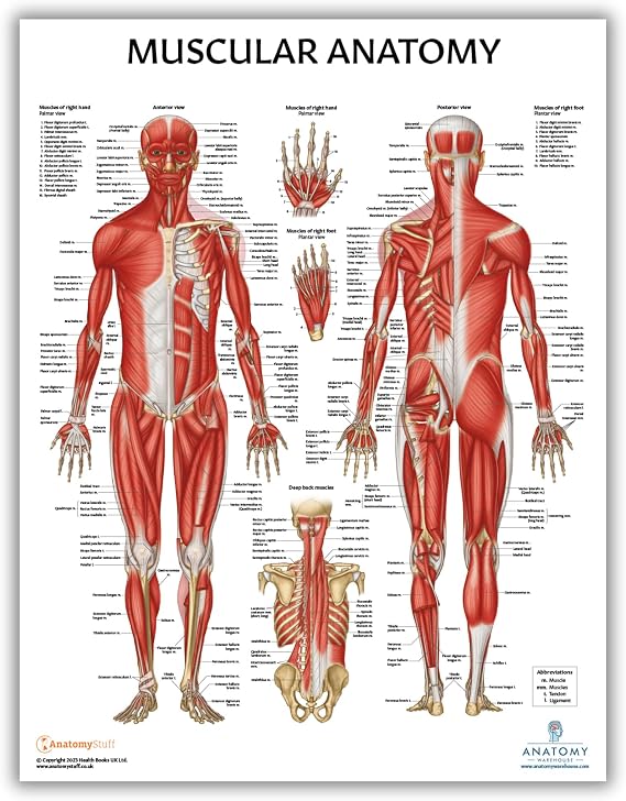 Anatomy Lab Muscular System Anatomical Chart, LAMINATED, 17.3 x 22.5 Inches