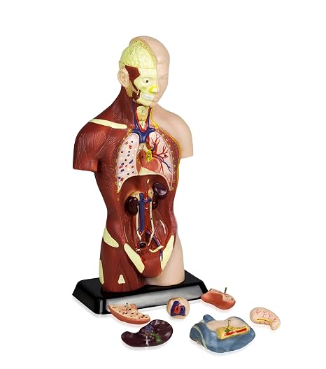 Parco Scientific PB00002 Sexless Human Torso | 7 Removable Parts | Displays Respiratory, Circulatory, Digestive, Nervous, Urinary System, and Musculature | Instruction Manual Included