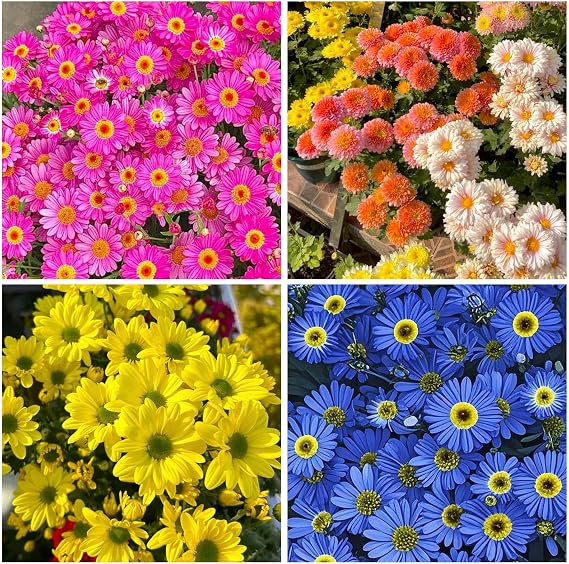 1000 Pyrethrum Seeds for Planting -Pyrethrum Flower Seeds -Tanacetum Chrysanthemum Plant Garden Flower Seed