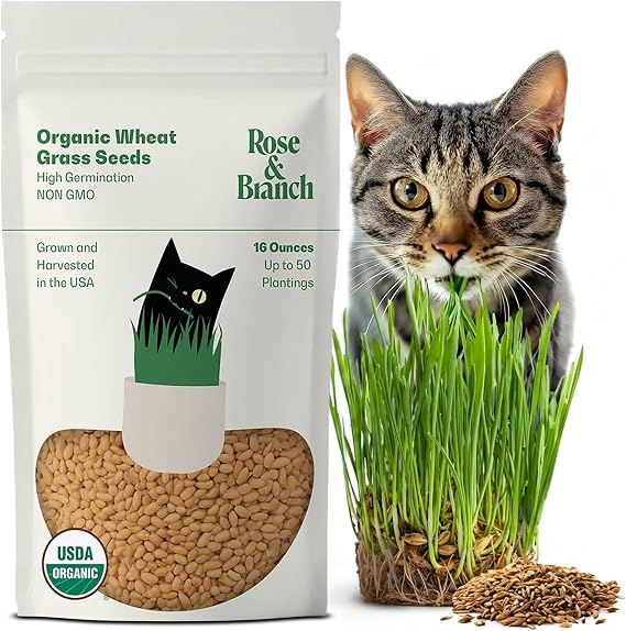 Rose & Branch Organic Wheat Grass Seeds for Indoor Cats - Cat Grass Seeds - 16 Ounces - 100% Organic Non-GMO - Hard Red Wheat - Harvested in USA - Easy to Grow
