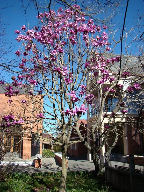 1034-Tulip Pink Magnolia campbellii Magnoliaceae Seeds by Robsrareandgiantseeds UPC0764425786122 Non-GMO,Organic,Historic Plants,1034 Package of 7 Seeds