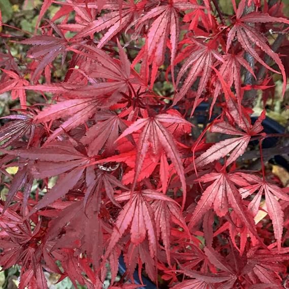 Acer palmatum Shaina - Japanese Maple Tree | Large Outdoor Garden Ready Plant in Pot (80-100cm Incl. Pot)