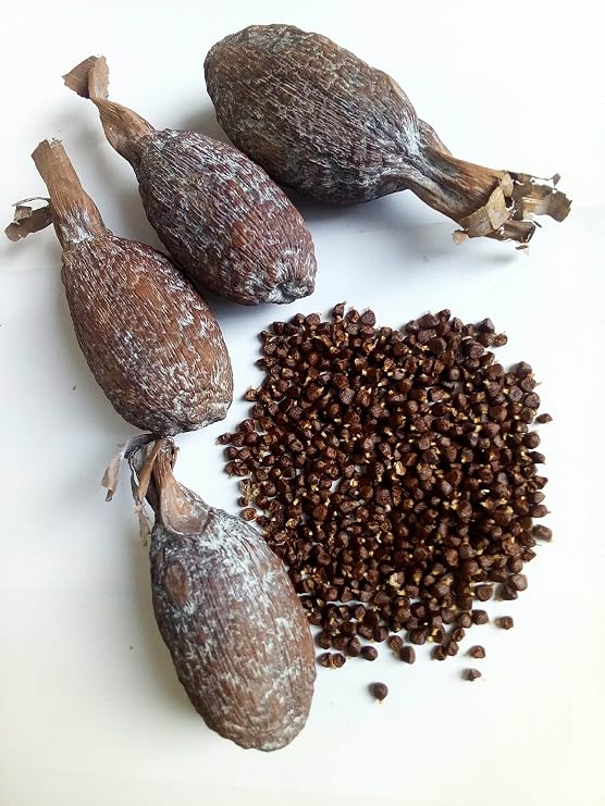 Ghana Alligator Pepper mbongo spice hepper Pepper (100)