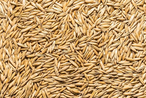 Thunder Acres Non GMO, Certified Organic, Oat Seed (1 lb.)