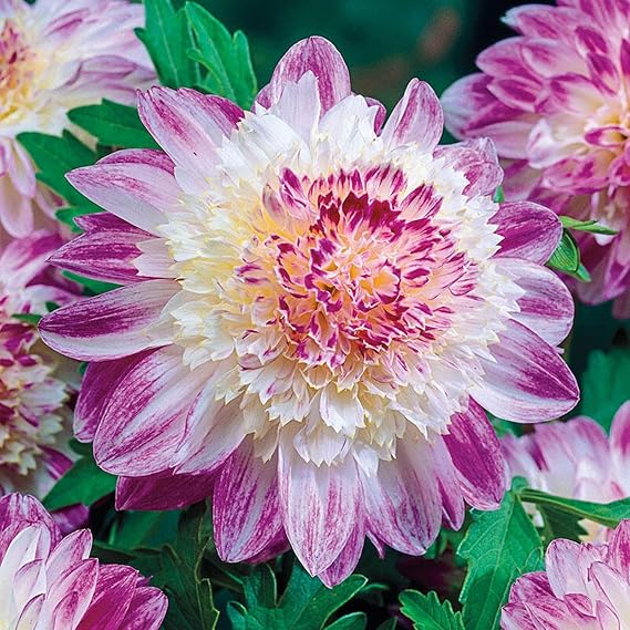 Easy Plant, Strong Plant, Dahlia Bulbs Now UK, Excellent Display, for Containers, Rare Plants, Greening Flower, Natural Organic, 2bulbs-H