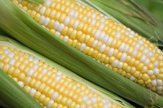 Corn Seeds- Butter and Sugar,25 Count COOL BEANS N SPROUTS Brand. Home Gardening.