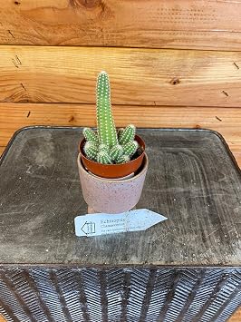 Echinopsis Chamaecereus Cactus, 2" Plant