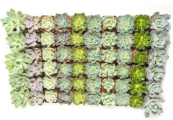 Succulent Rosette Pack- Perfect for Weddings, Party Favors, Social Events, and Gardening (256 Pack)