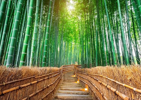BELECO 9x6ft Fabric Bamboo Forest Photography Backdrop Nature Park Walking Path Bamboo Trees Spring Nature Scenery Background Home Decor Wall Mural Travel Photo Booth Shoot Video Studio Props