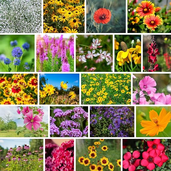 Mountain Valley Seed Co Southeastern Wildflower Seed 5 Lb 3.2 Million Seeds | Native Wildflower Seed Mix for Southeast USA Annual & Perennial Pollinator Flower Seed for Garden, Meadow & Landscaping