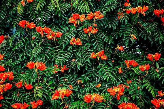 30 African Tulip Tree Seeds -Spathodea campanulata - Exotic Tropical Flowering Tree - Excellent Bonsai Specimen